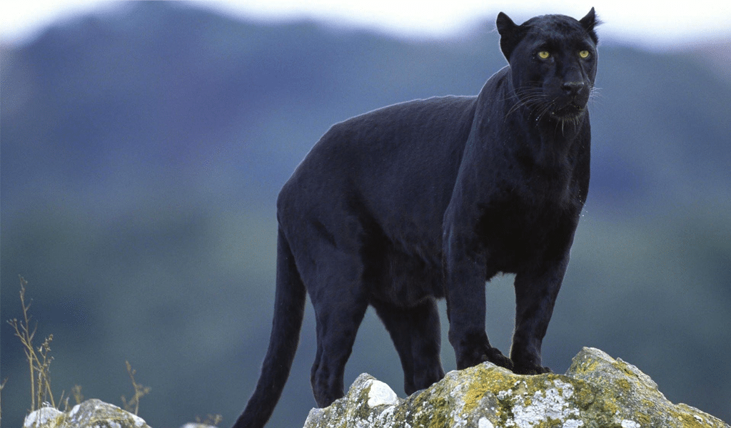 Schwarzes Puma-Tier